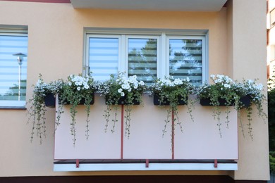 Balcony decorated with beautiful blooming potted plants