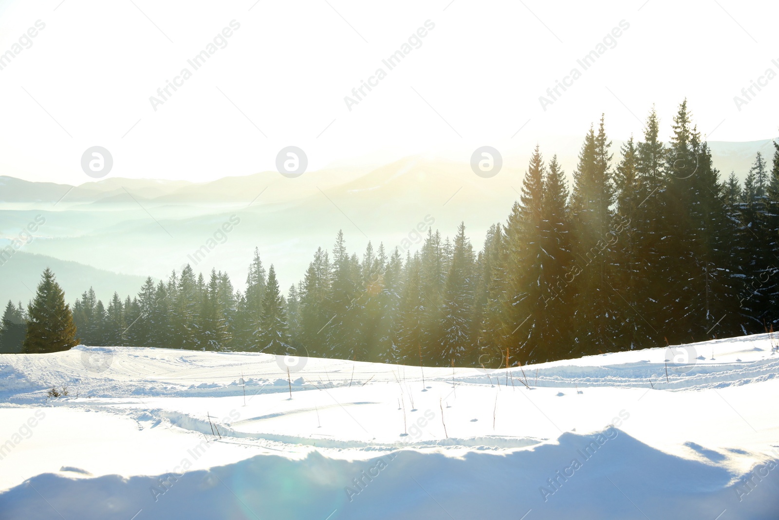 Photo of Picturesque view of conifer forest covered with snow on winter day