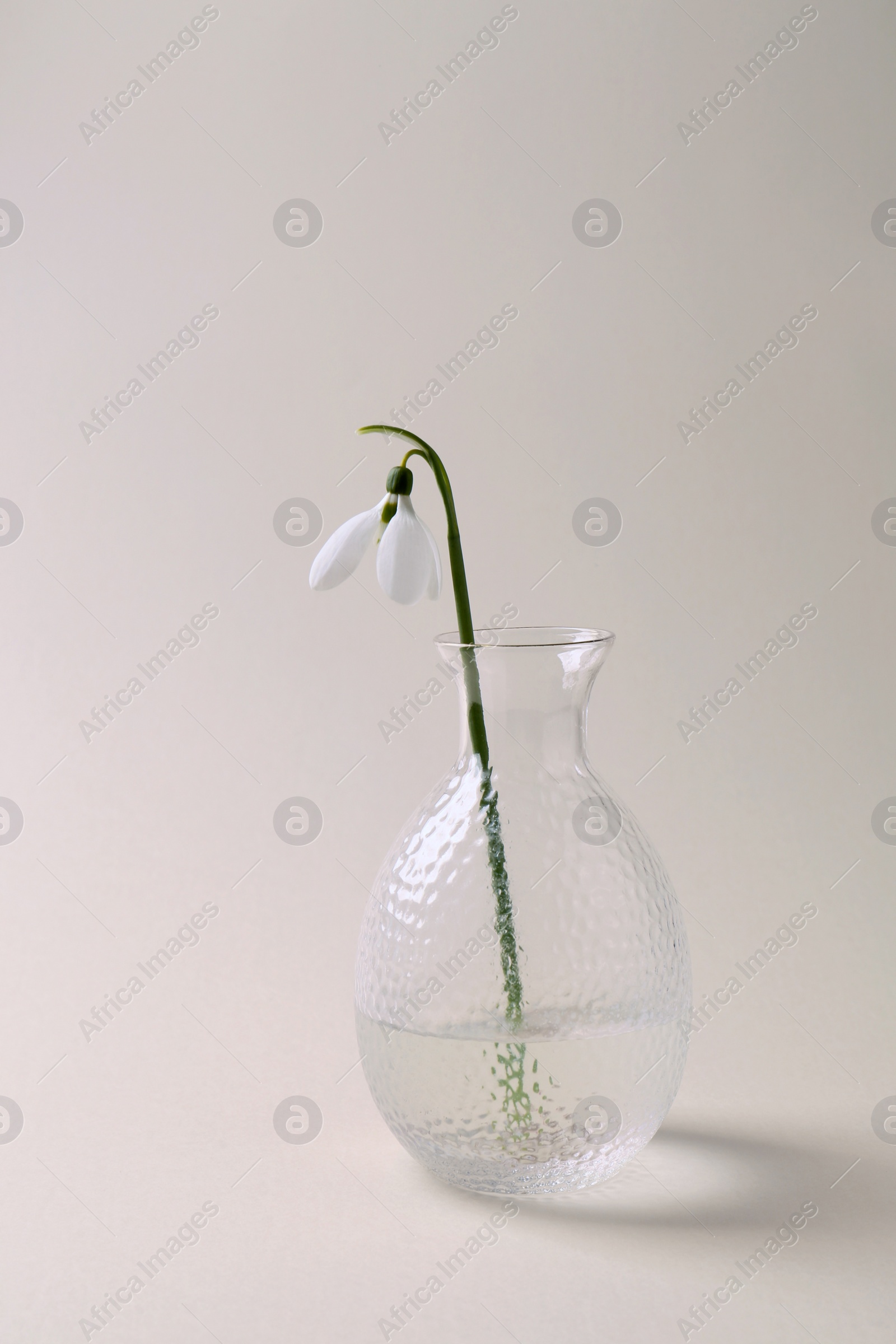 Photo of Beautiful snowdrop in vase on light background