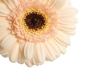 Photo of Beautiful beige gerbera flower on white background, closeup