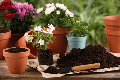 Photo of Beautiful flowers, pots, soil and trowel on wooden table outdoors