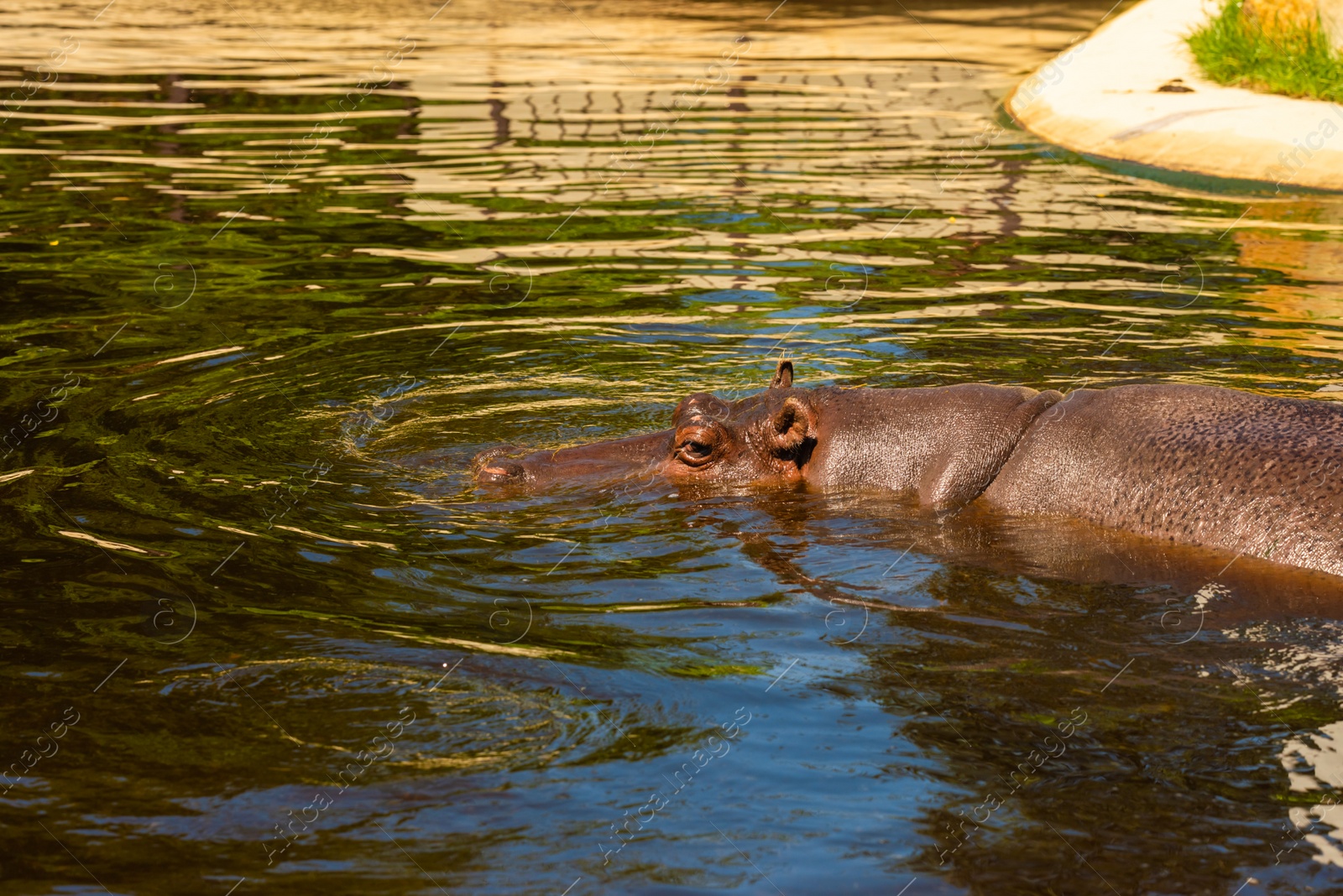 Photo of Big hippopotamus swimming in pond at zoo on sunny day