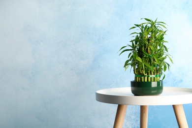 Table with potted bamboo plant near color wall. Space for text