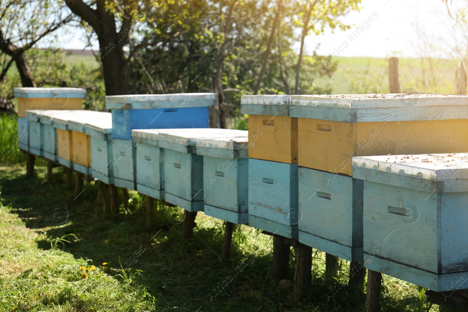 Photo of Many old bee hives at apiary outdoors on sunny day