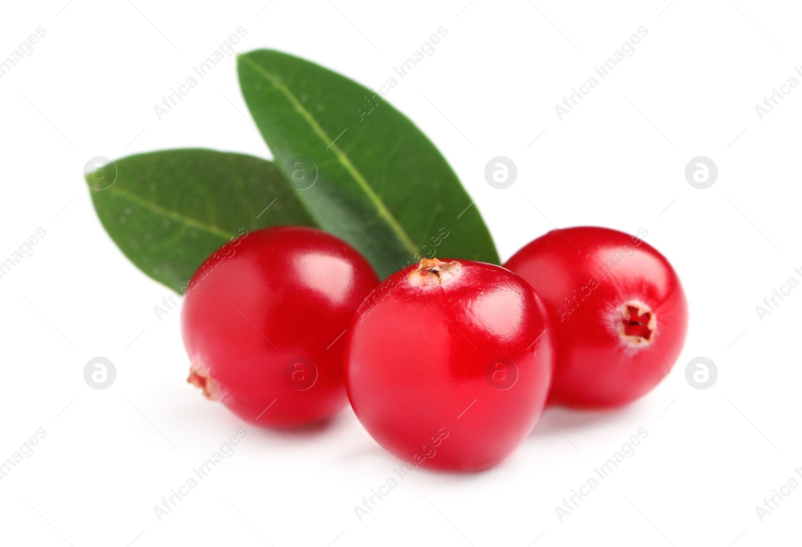 Photo of Fresh cranberries with green leaves on white background