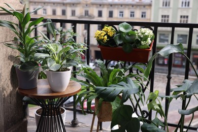 Photo of Many different beautiful plants in pots on balcony