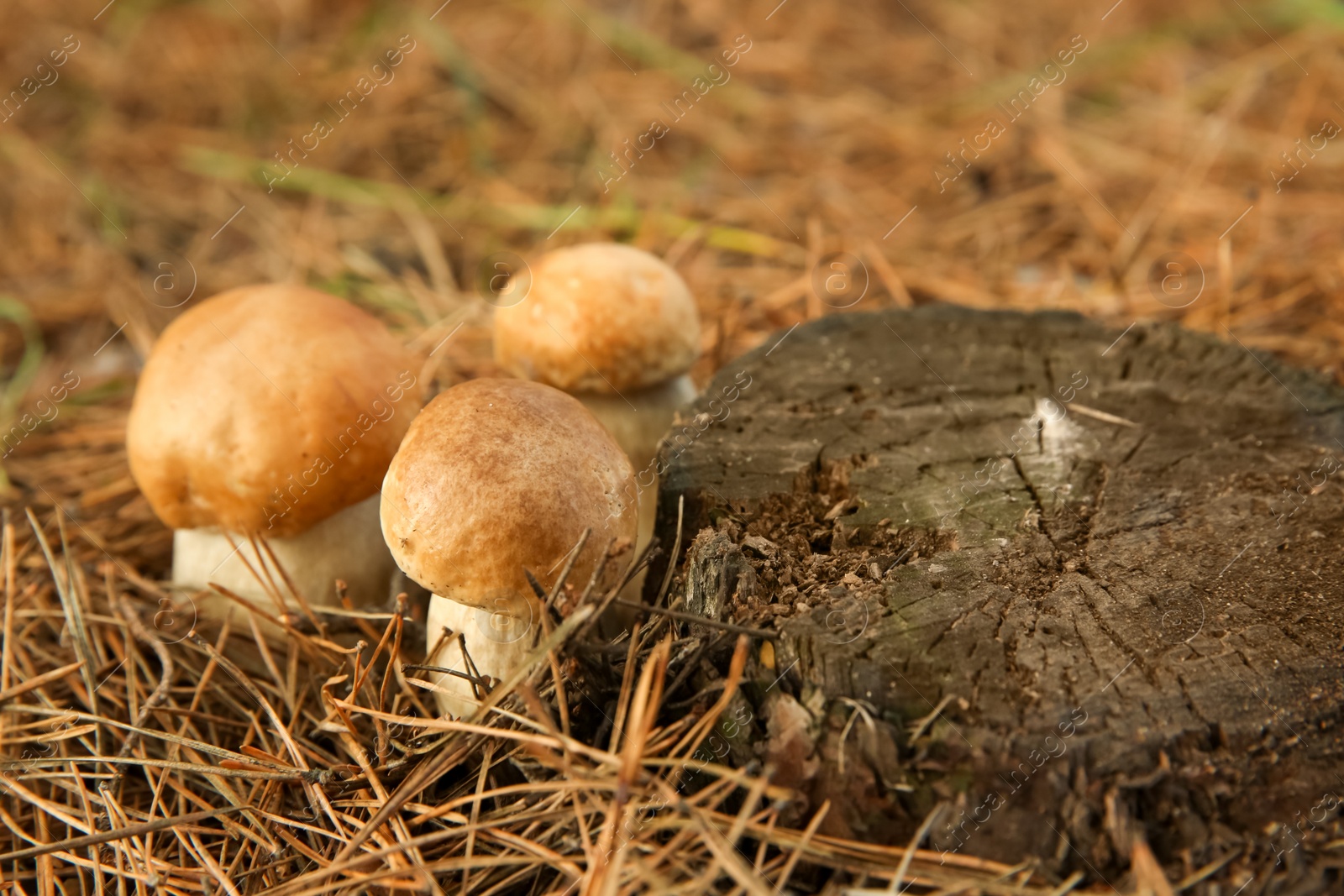 Photo of Small porcini mushrooms growing in forest, closeup