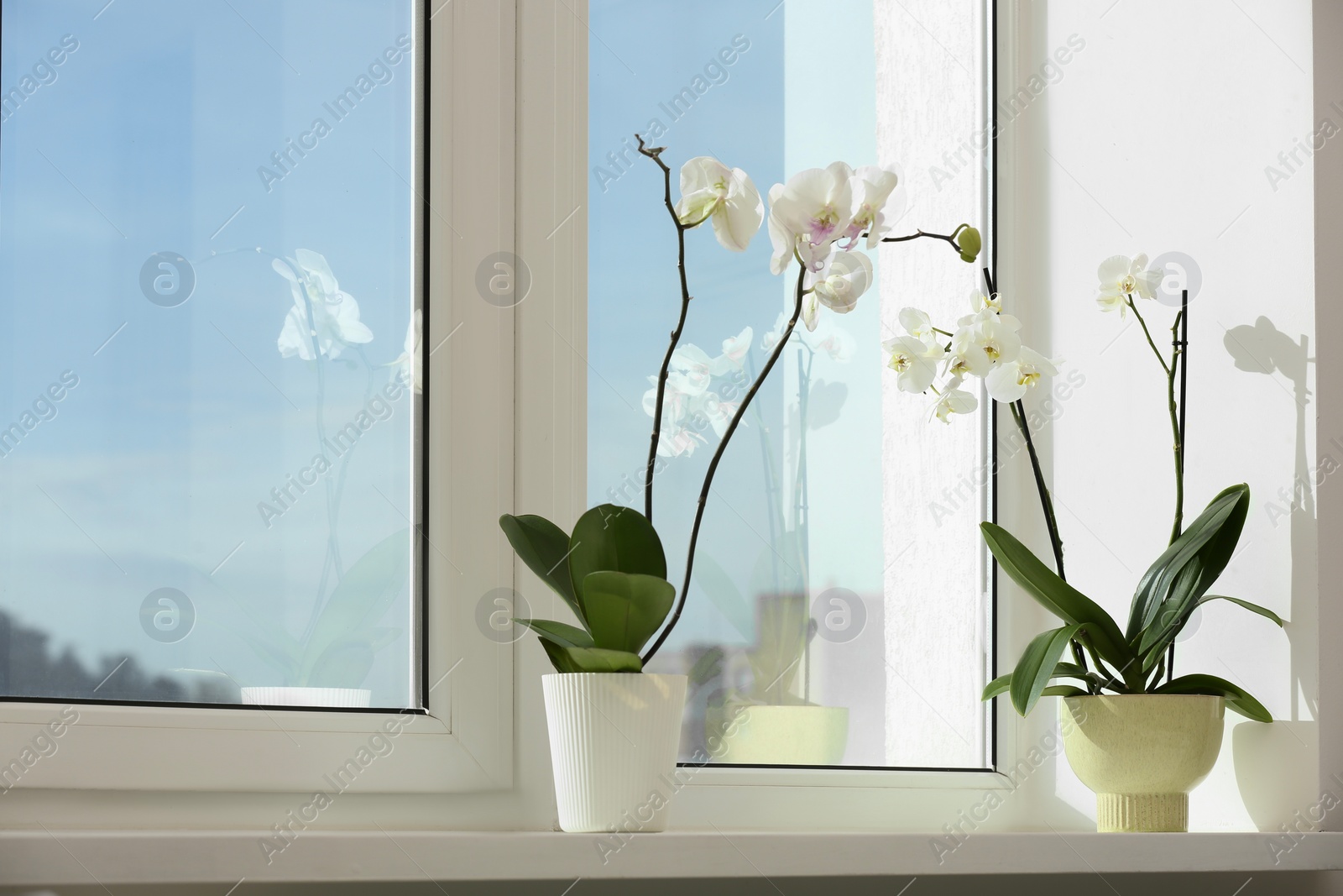 Photo of Blooming white orchid flowers in pots on windowsill