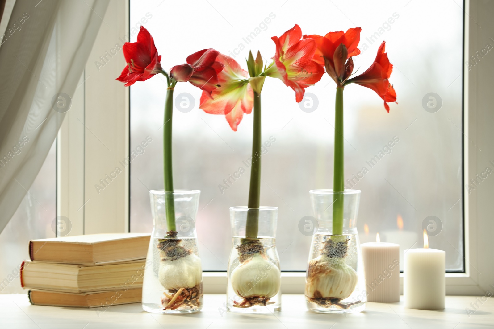 Photo of Beautiful red amaryllis flowers, books and candles on window sill indoors