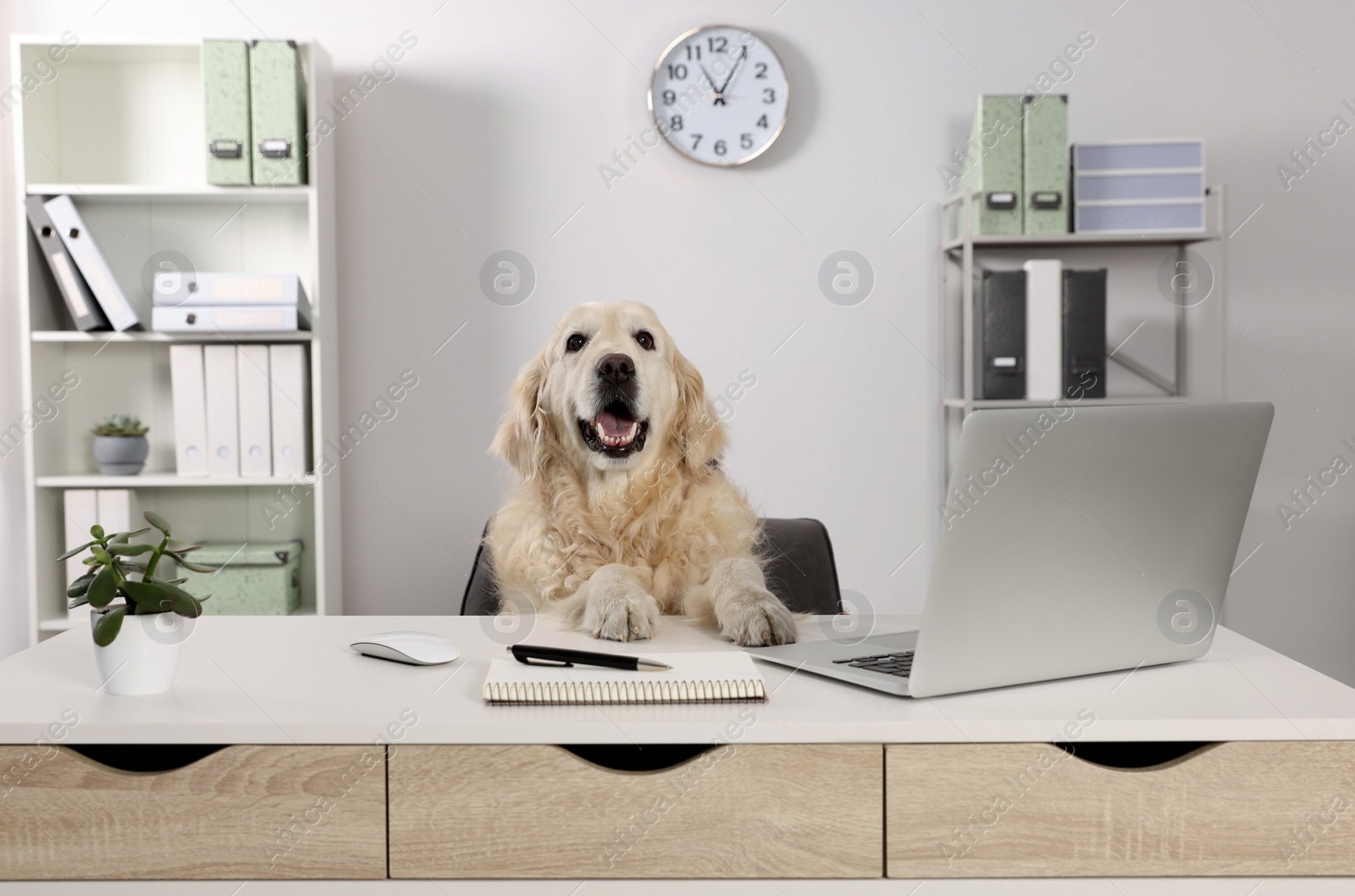 Photo of Cute retriever sitting at table near laptop in office. Working atmosphere