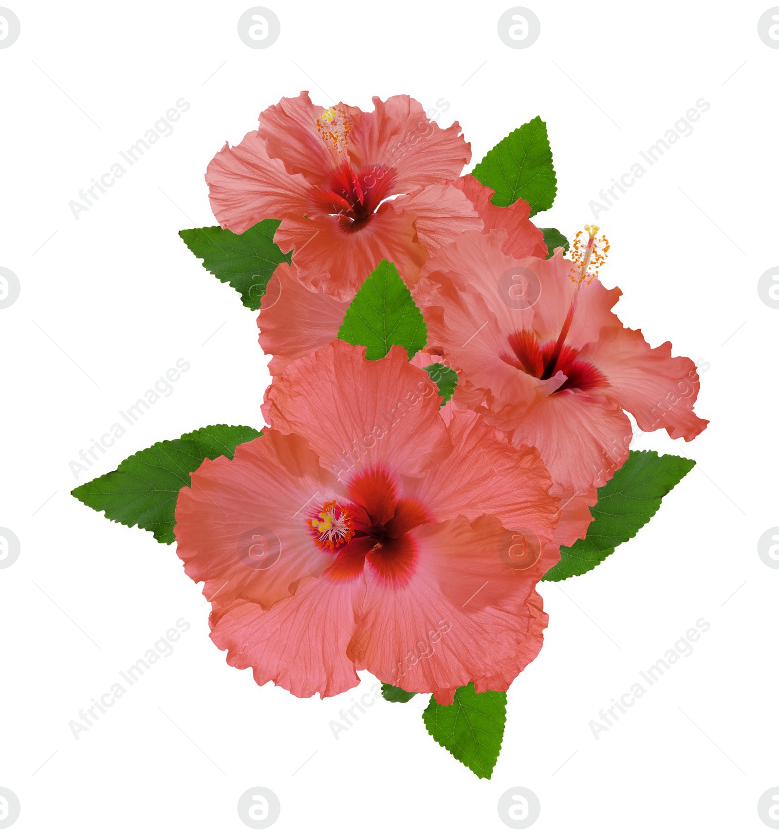 Image of Beautiful tropical hibiscus flowers isolated on white 