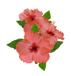 Beautiful tropical hibiscus flowers isolated on white 