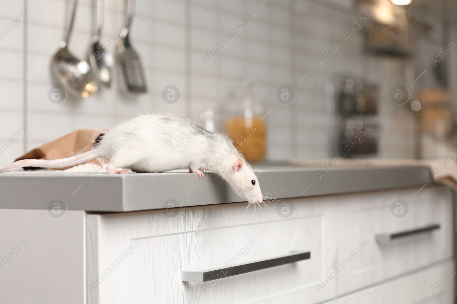 Photo of Rat on kitchen counter at home. Household pest