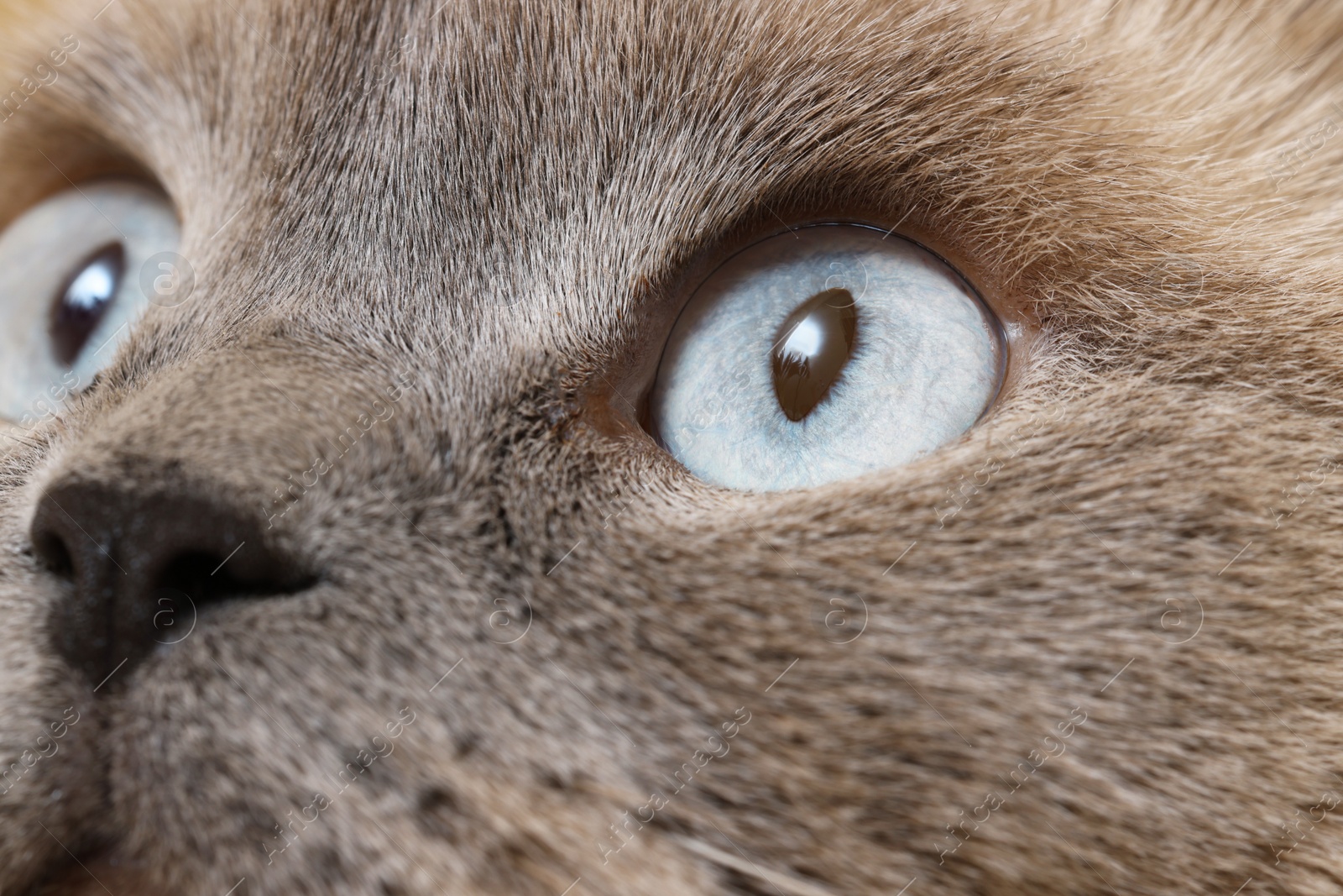 Photo of Macro photo of cat with beautiful eyes. Cute pet