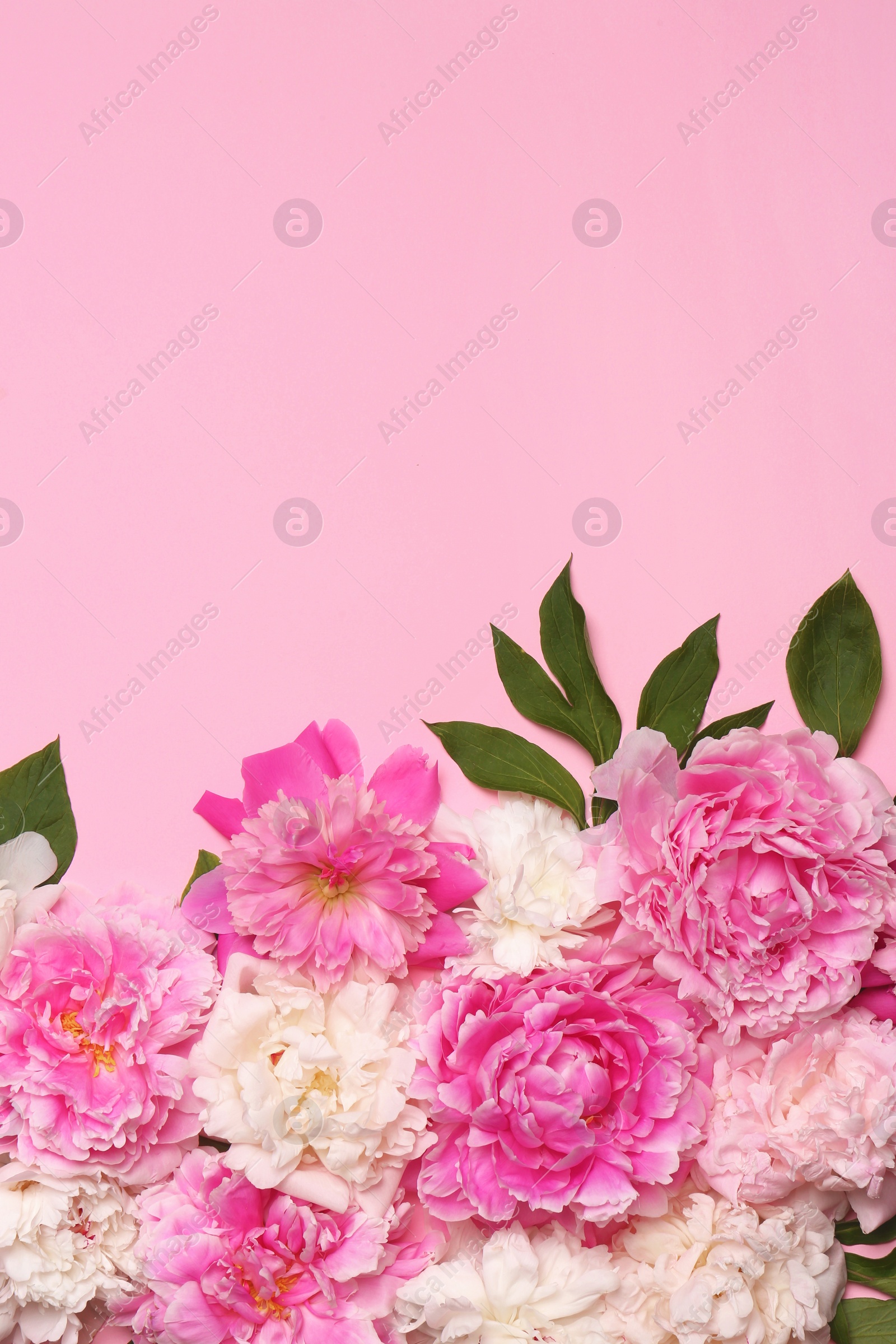 Photo of Beautiful peony flowers and green leaves on pink background, flat lay. Space for text