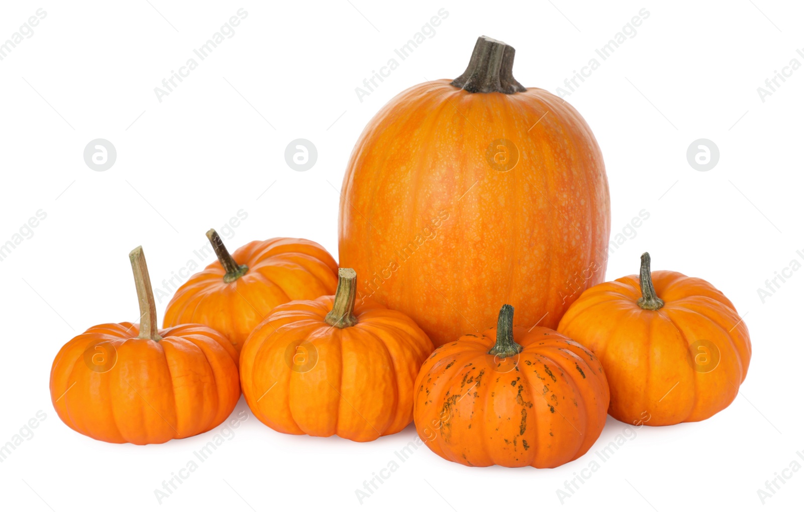 Photo of Pile of ripe orange pumpkins on white background