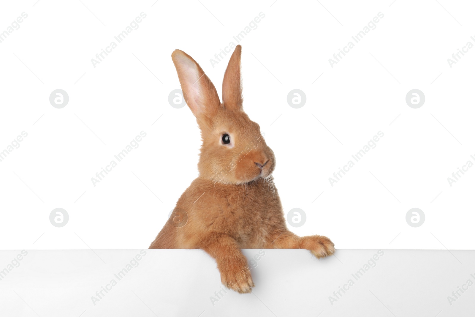 Photo of Cute bunny isolated on white. Easter symbol