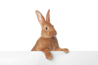 Cute bunny isolated on white. Easter symbol