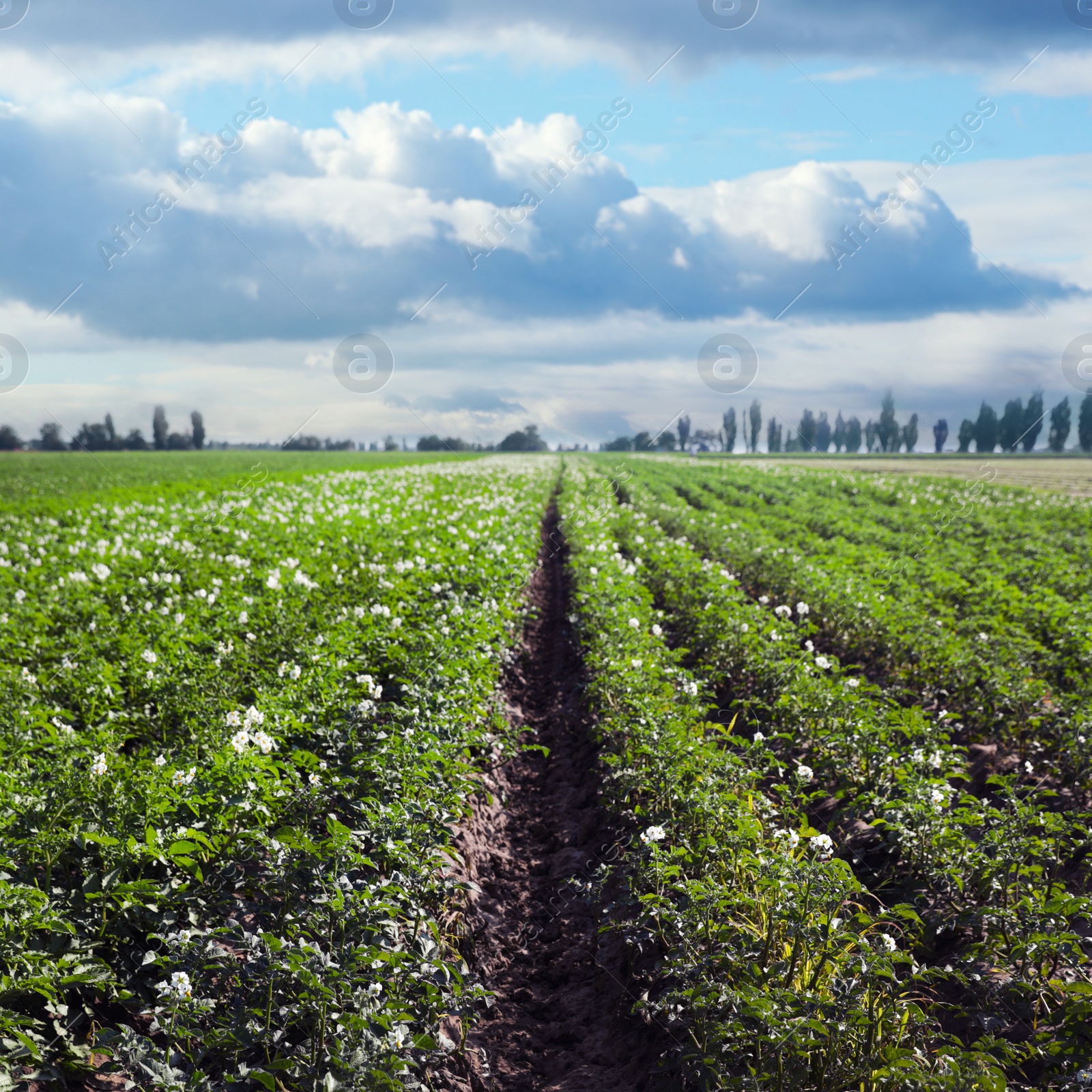 Image of Picturesque view of blooming potato field against blue sky with fluffy clouds on sunny day. Organic farming