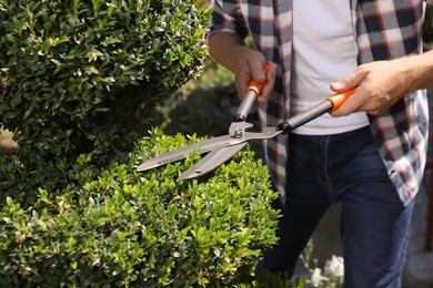 Photo of Man trimming bush on sunny day, closeup. Gardening time