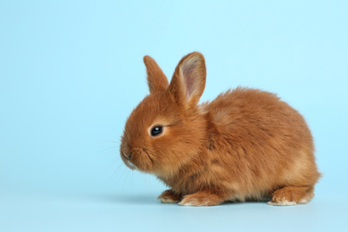 Photo of Adorable fluffy bunny on light blue background. Easter symbol