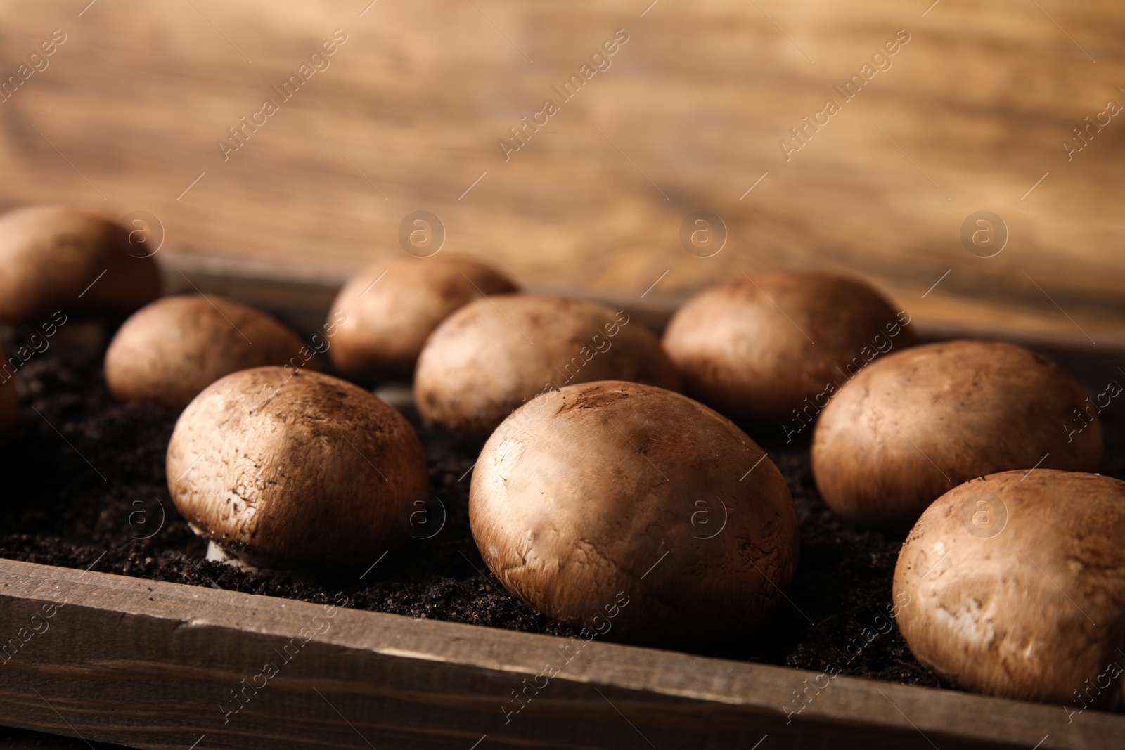 Photo of Brown champignons growing on soil in wooden crate, closeup. Mushrooms cultivation