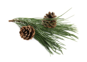 Photo of Beautiful fir tree branch with pinecones on white background