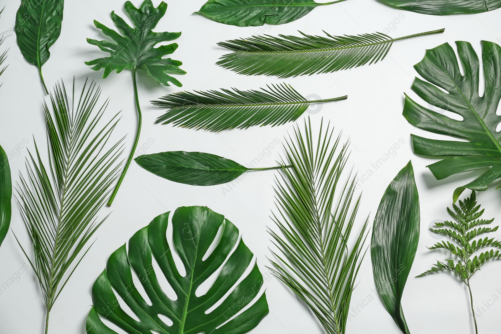 Photo of Composition of beautiful tropical leaves on white background