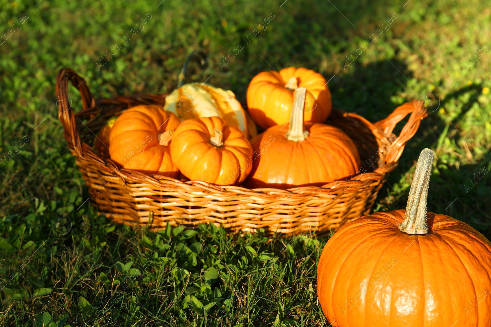 Photo of Fresh ripe orange pumpkins on green grass