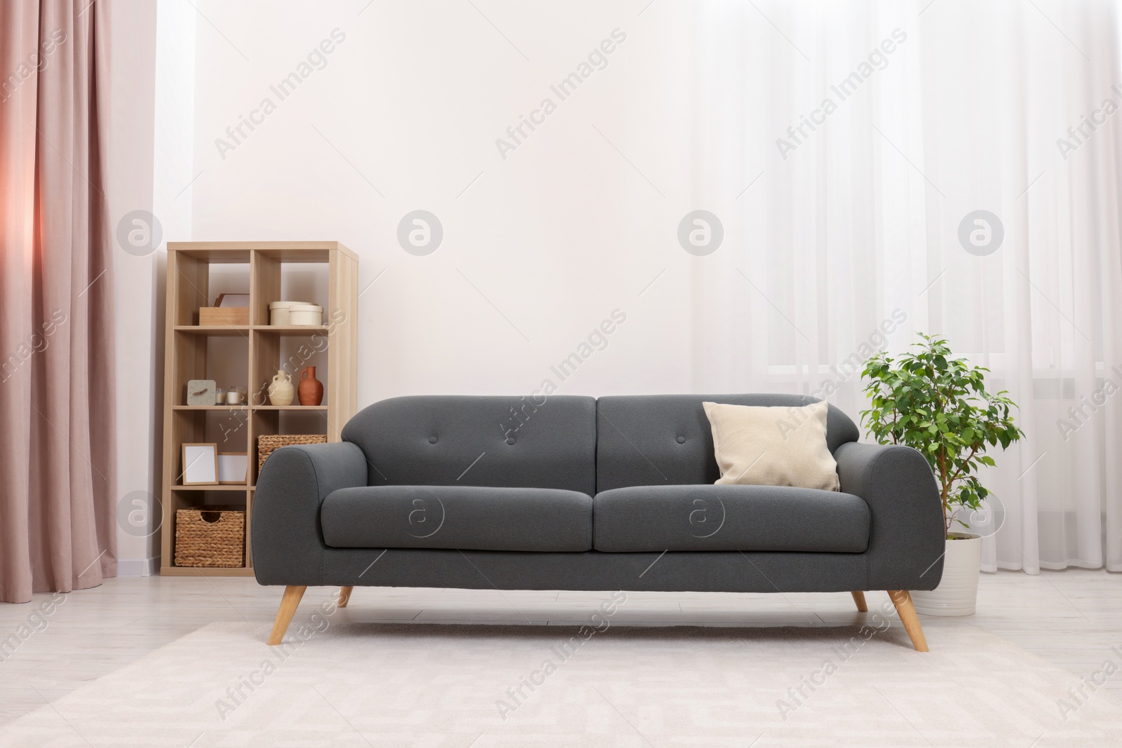 Photo of Stylish sofa and houseplant in room. Interior design