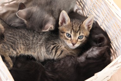 Photo of Cute fluffy kittens in basket. Baby animals
