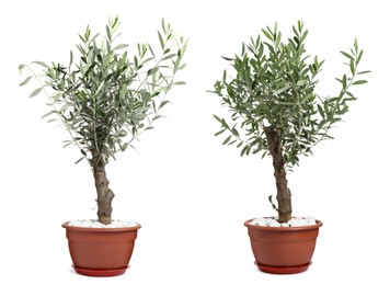 Image of Beautiful potted olive trees on white background, collage