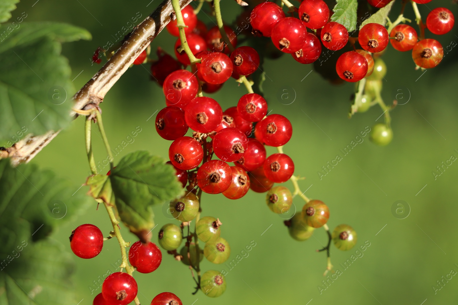 Photo of Closeup view of red currant bush with ripening berries outdoors on sunny day