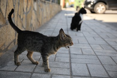 Photo of Lonely stray cats on sidewalk outdoors. Homeless pet