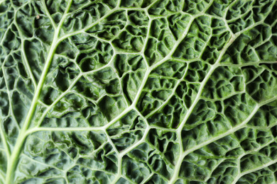 Photo of Savoy cabbage leaf as background, closeup view