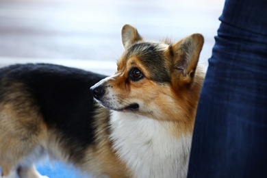 Owner with cute Welsh Corgi at dog show
