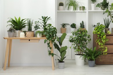 Photo of Green potted houseplants on table and shelves indoors