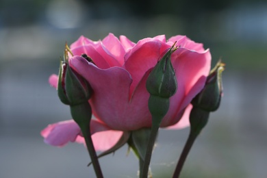 Photo of Bright blooming rose against blurred background. Beautiful flower