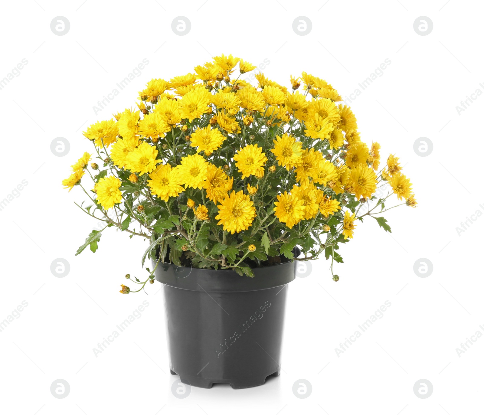 Photo of Pot with beautiful colorful chrysanthemum flowers on white background