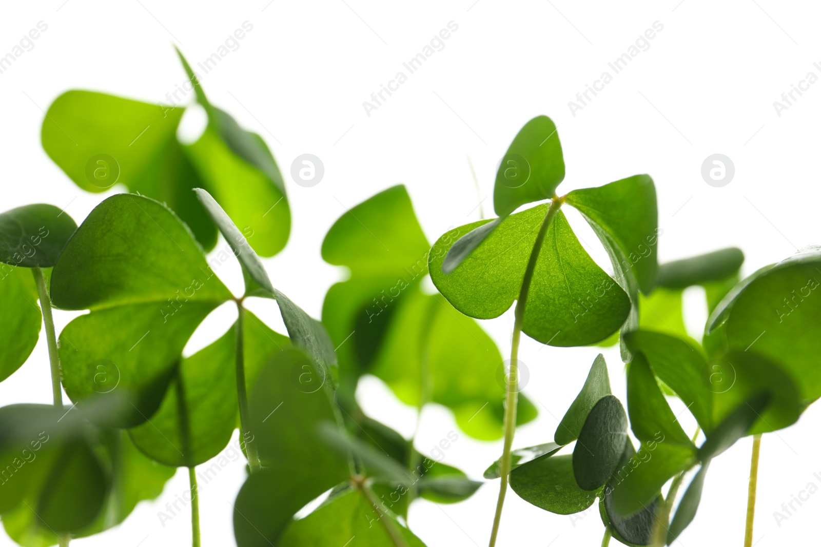 Photo of Clover leaves on white background, closeup. St. Patrick's Day symbol