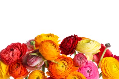 Photo of Beautiful fresh ranunculus flowers on white background