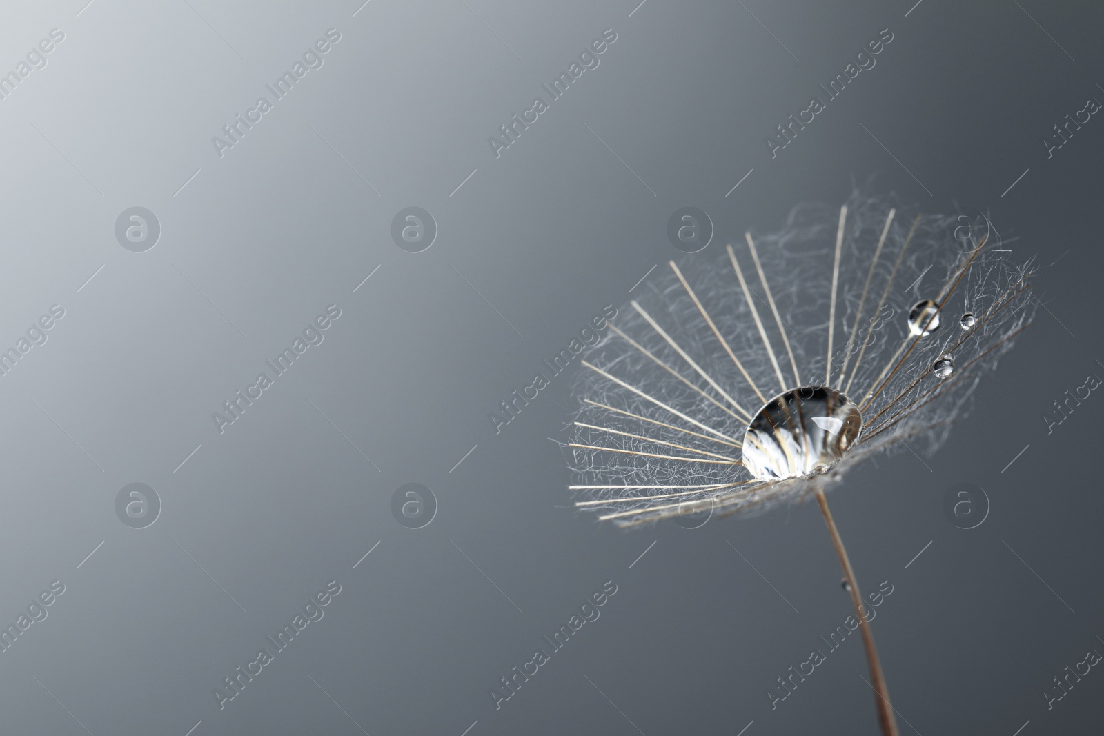 Photo of Seed of dandelion flower with water drops on grey background, closeup. Space for text