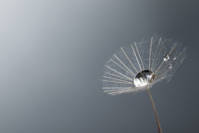 Photo of Seed of dandelion flower with water drops on grey background, closeup. Space for text