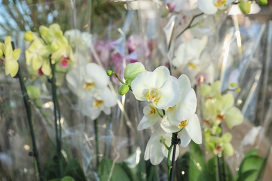 Photo of Beautiful blooming tropical orchid flowers in store