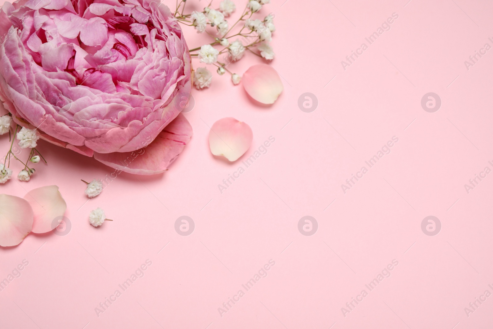 Photo of Beautiful floral composition with peony on pink background, flat lay. Space for text