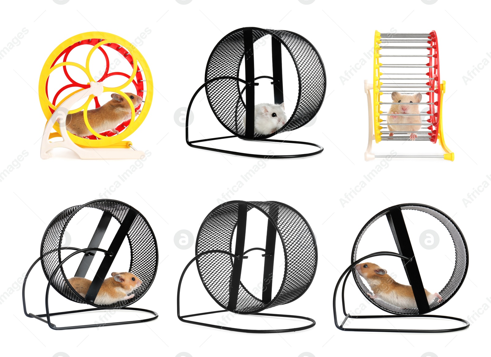 Image of Cute funny hamsters running in wheels on white background, collage