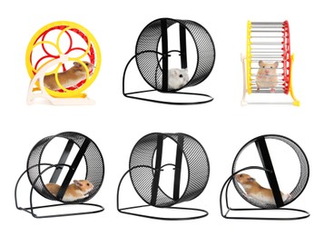 Image of Cute funny hamsters running in wheels on white background, collage