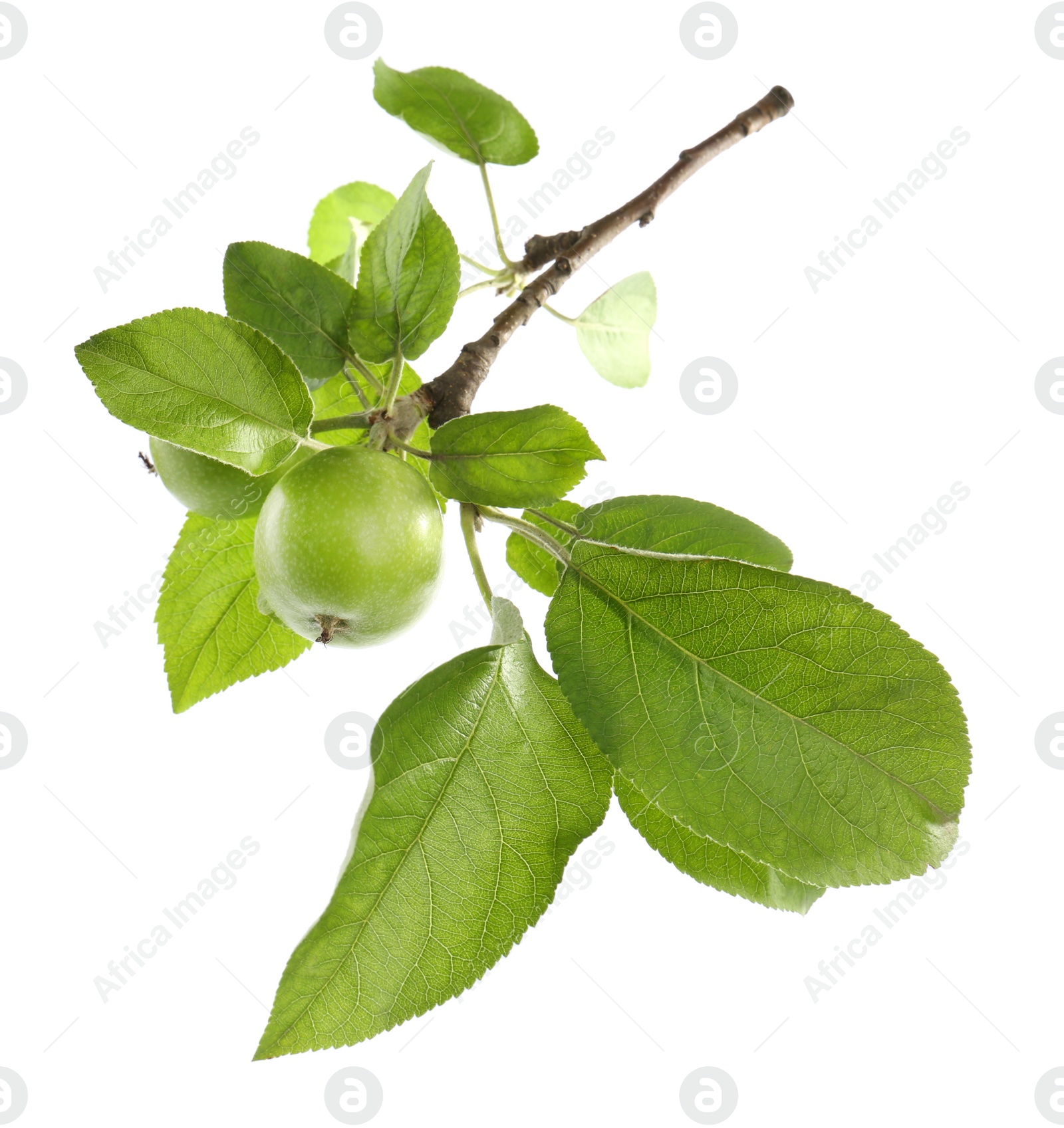 Photo of Tree branch with green apples isolated on white