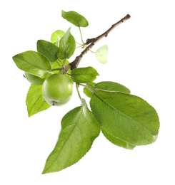 Photo of Tree branch with green apples isolated on white