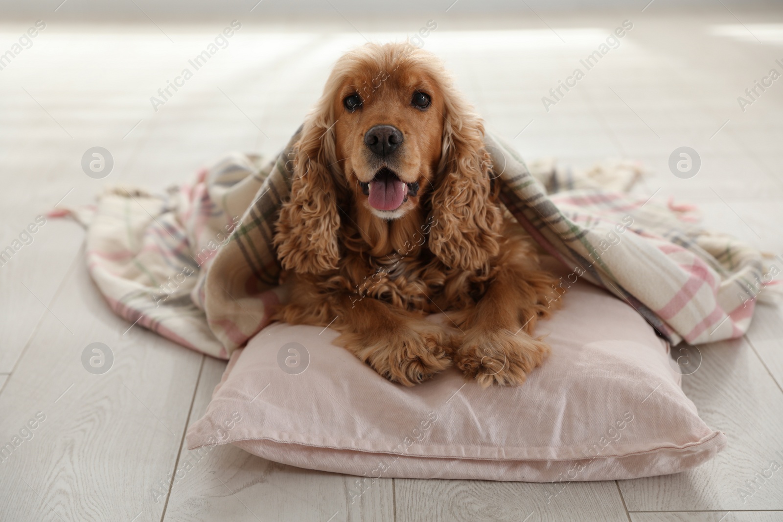 Photo of Cute English cocker spaniel dog with plaid and pillow on floor